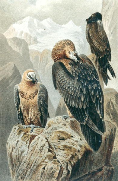 Bearded Vulture, levy julkaisusta "Brehms Tierleben: Allgemeine Kunde des Tierreichs", vol.6, s.415, julkaisija Bibliographisches Institut tekijältä German School