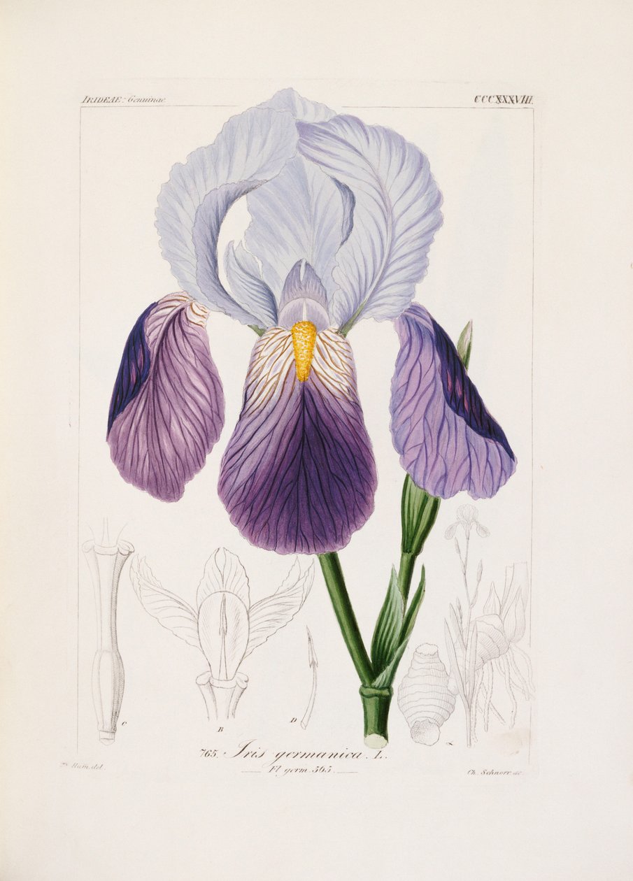Parrakas iiris, kaiverrus Ch. Schnorr (käsinvärinen lito) tekijältä German School