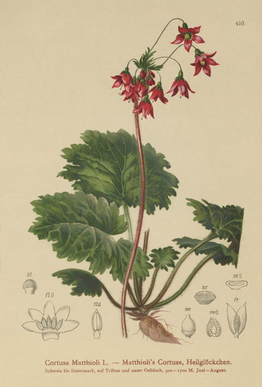 Bears-Ear Sanicle (Cortusa Matthioli) tekijältä German School
