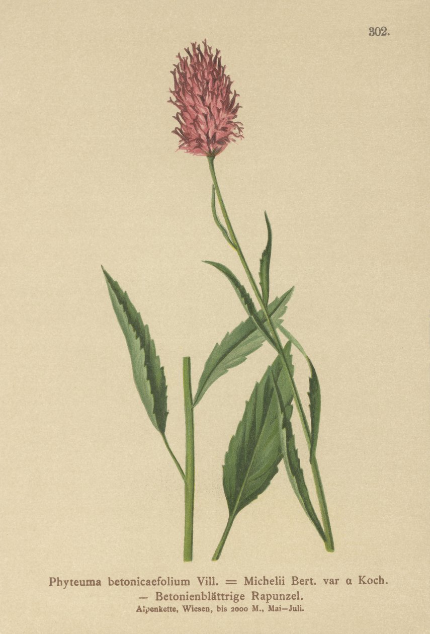 Betony-lehtinen rampioni (Phyteuma betonicaefolium) tekijältä German School
