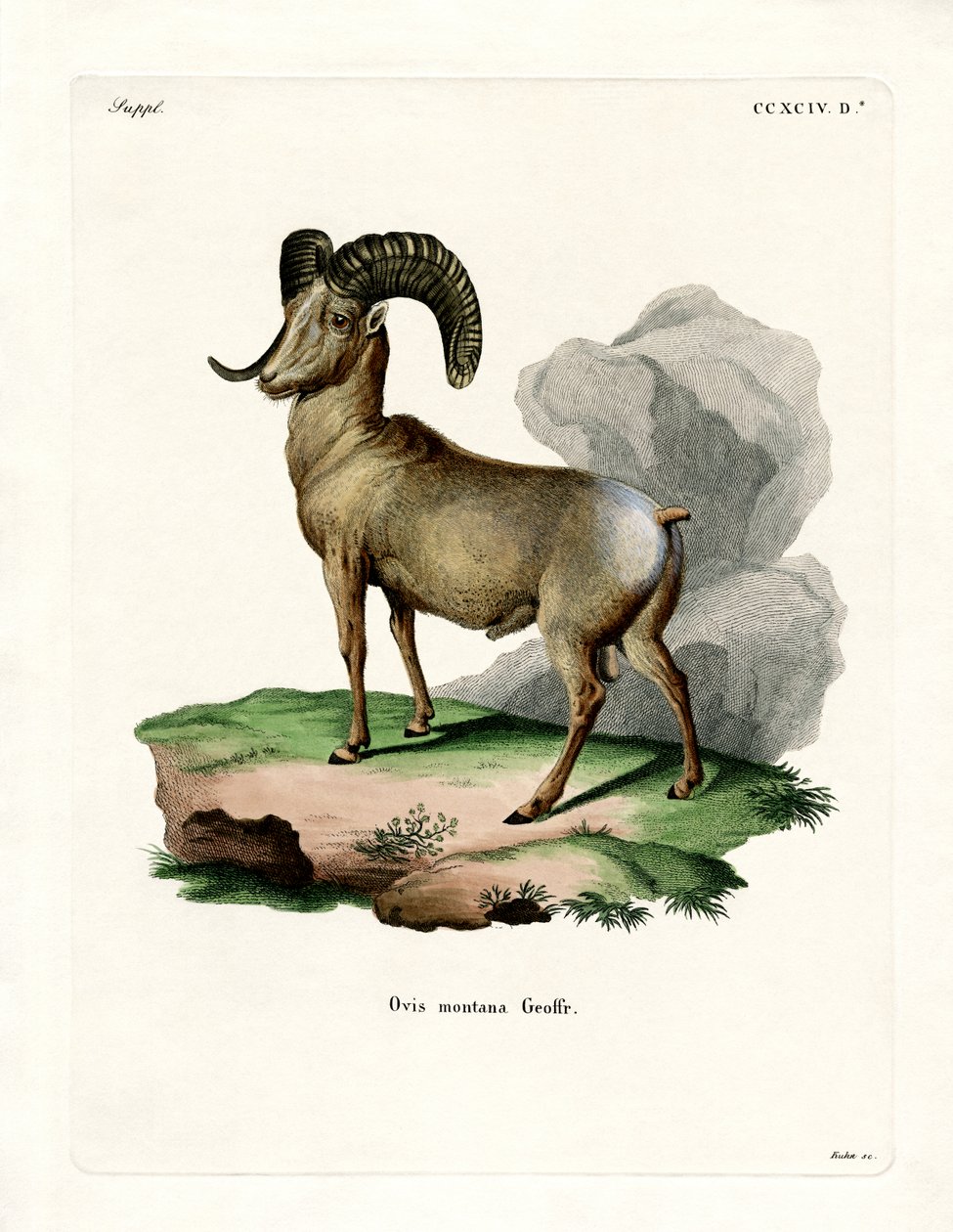 Bighorn Sheep (värillinen kaiverrus) tekijältä German School