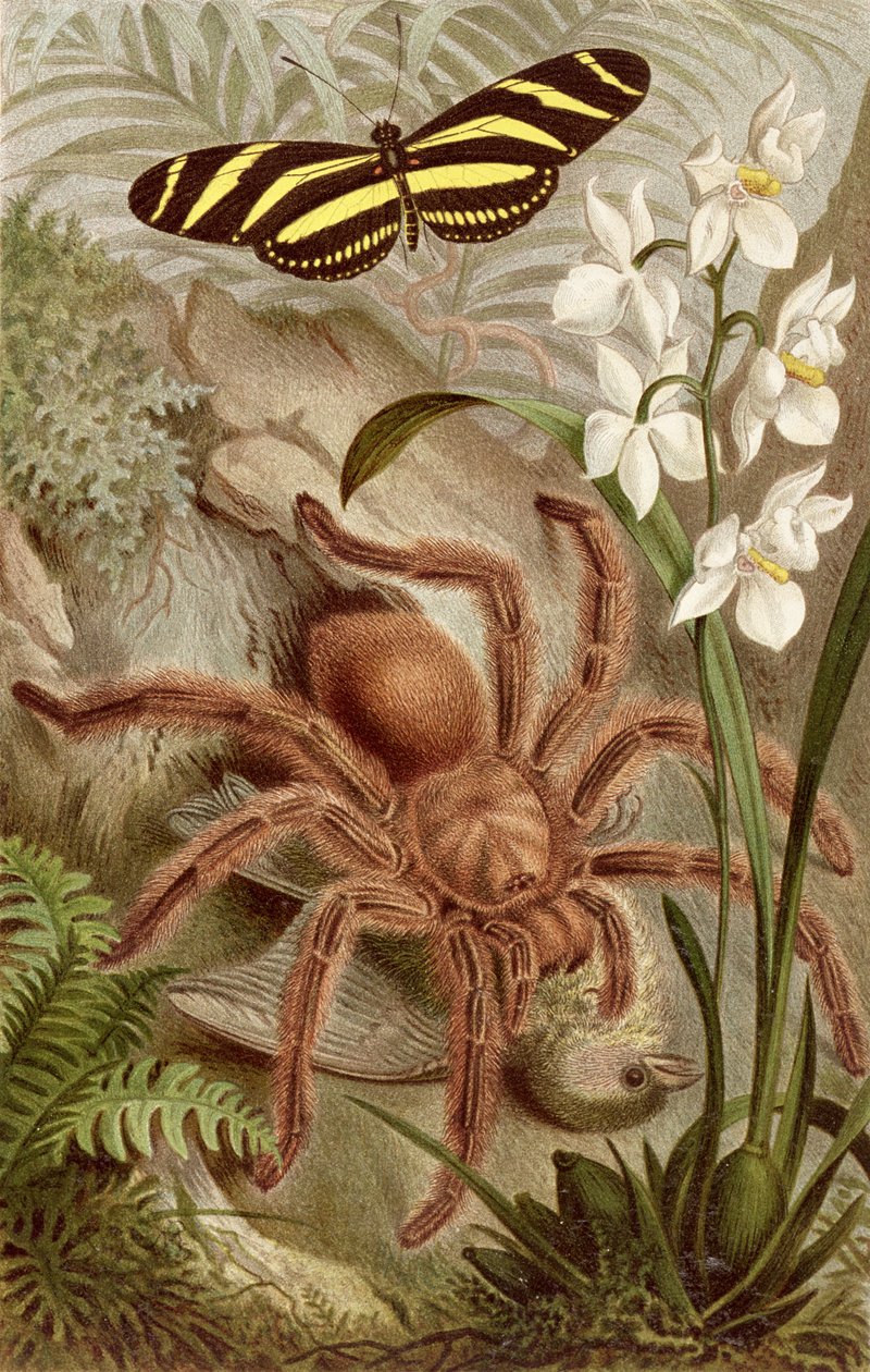 Bird Spider, levy Brehm