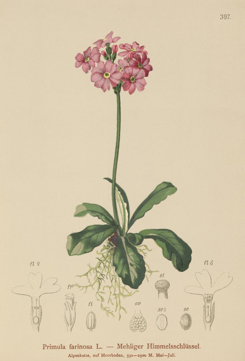 Primula farinosa (Primula farinosa) tekijältä German School
