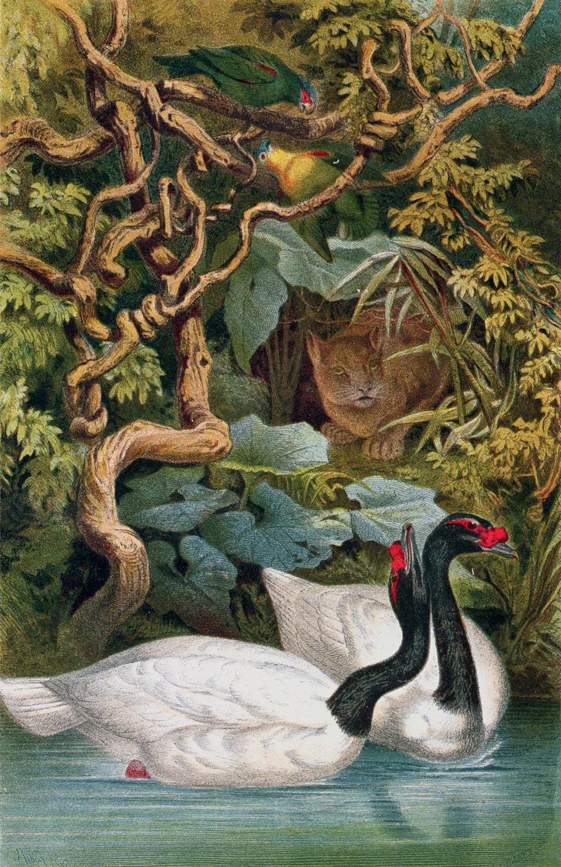 Black-Necked Swan, Brehms Tierlebenin levy: Allgemeine Kunde des Tierreichs, vol.6, s.598, julkaisija Bibliographisches Institut, 1892 tekijältä German School