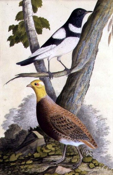 Mustakurkkurastas (Turdus ruficollis) ja peltopyy (Perdix perdix), n. 1740 (akvarelli paperille) tekijältä German School