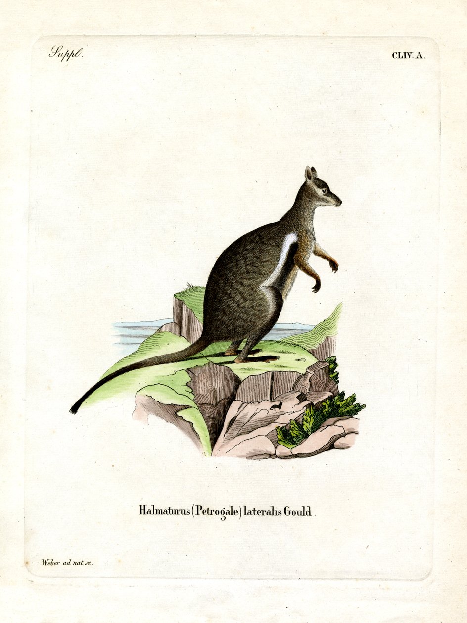 Mustajalkainen Rock-wallaby (värillinen kaiverrus) tekijältä German School