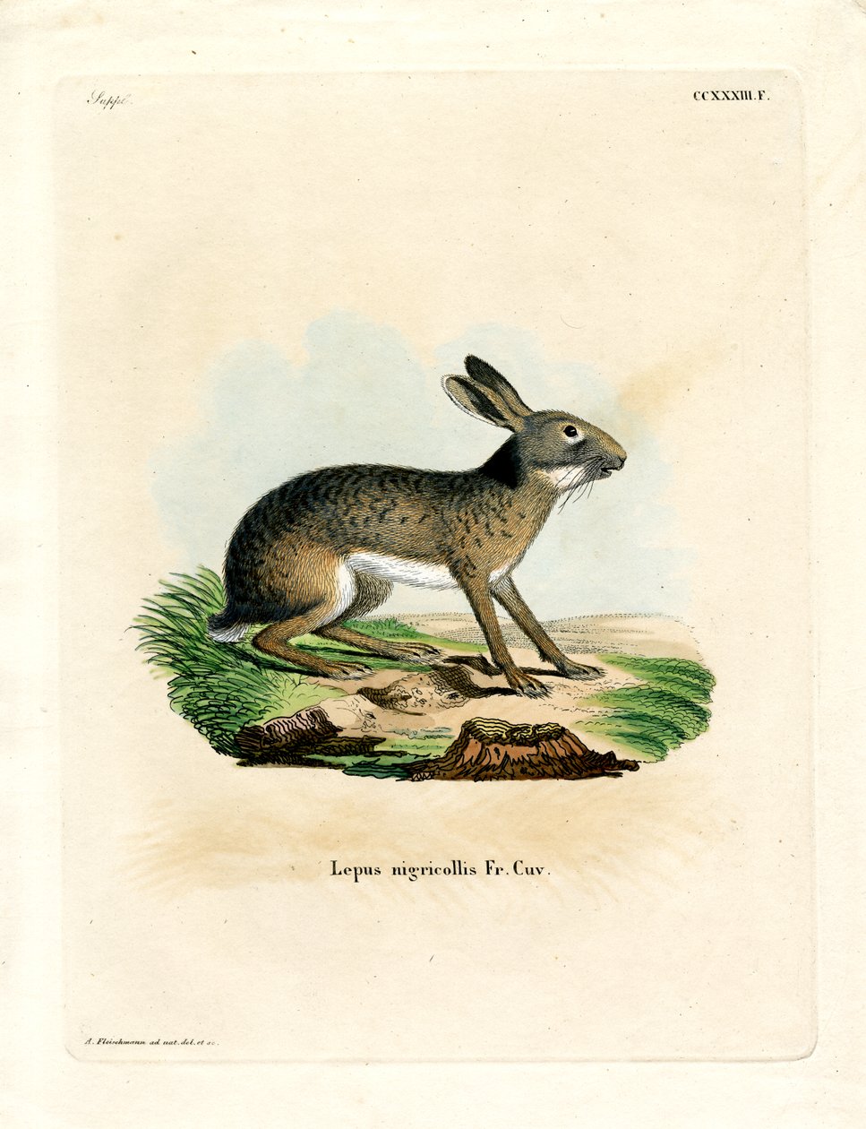 Mustanaped Hare (värillinen kaiverrus) tekijältä German School