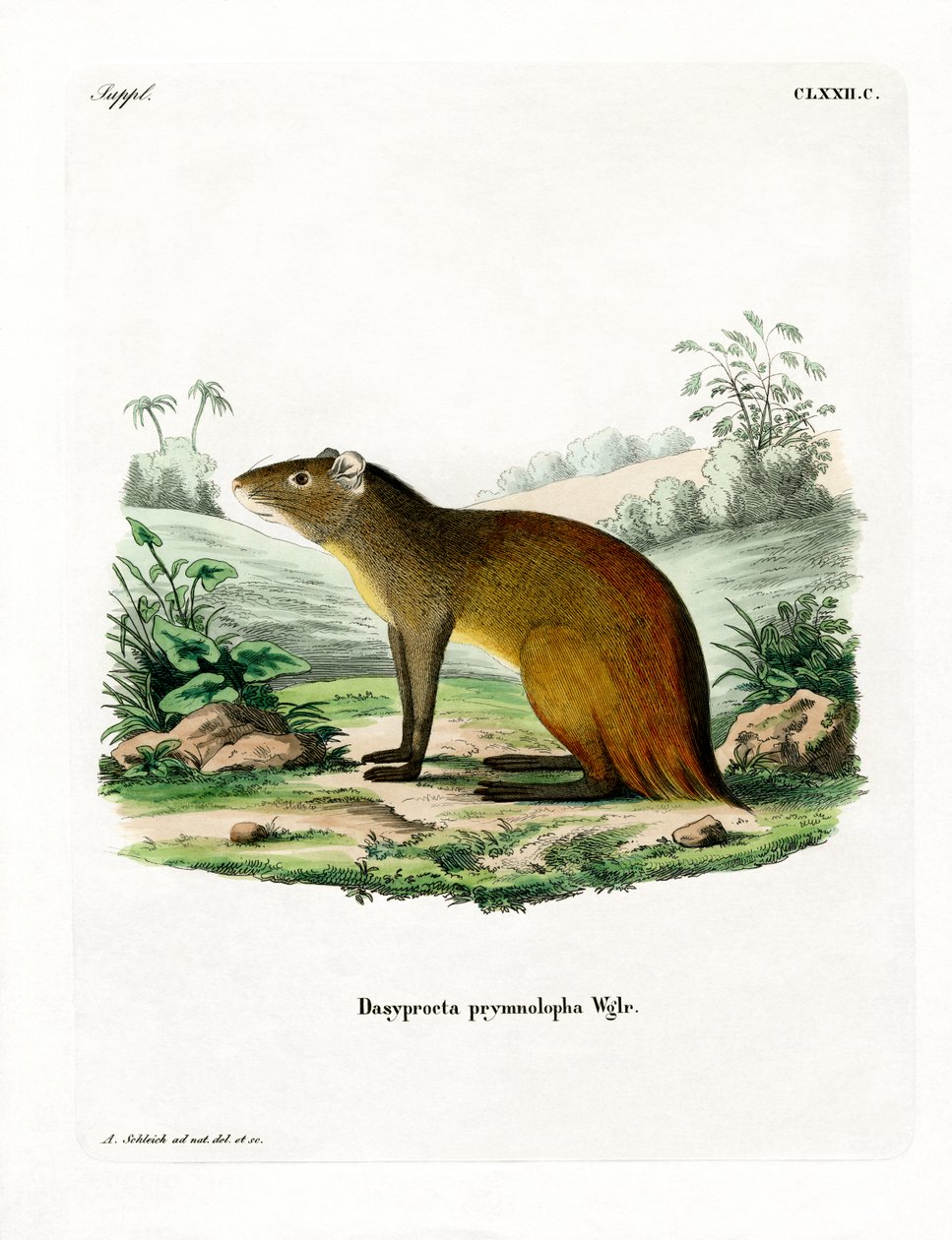Black-rumped Agouti (värillinen kaiverrus) tekijältä German School