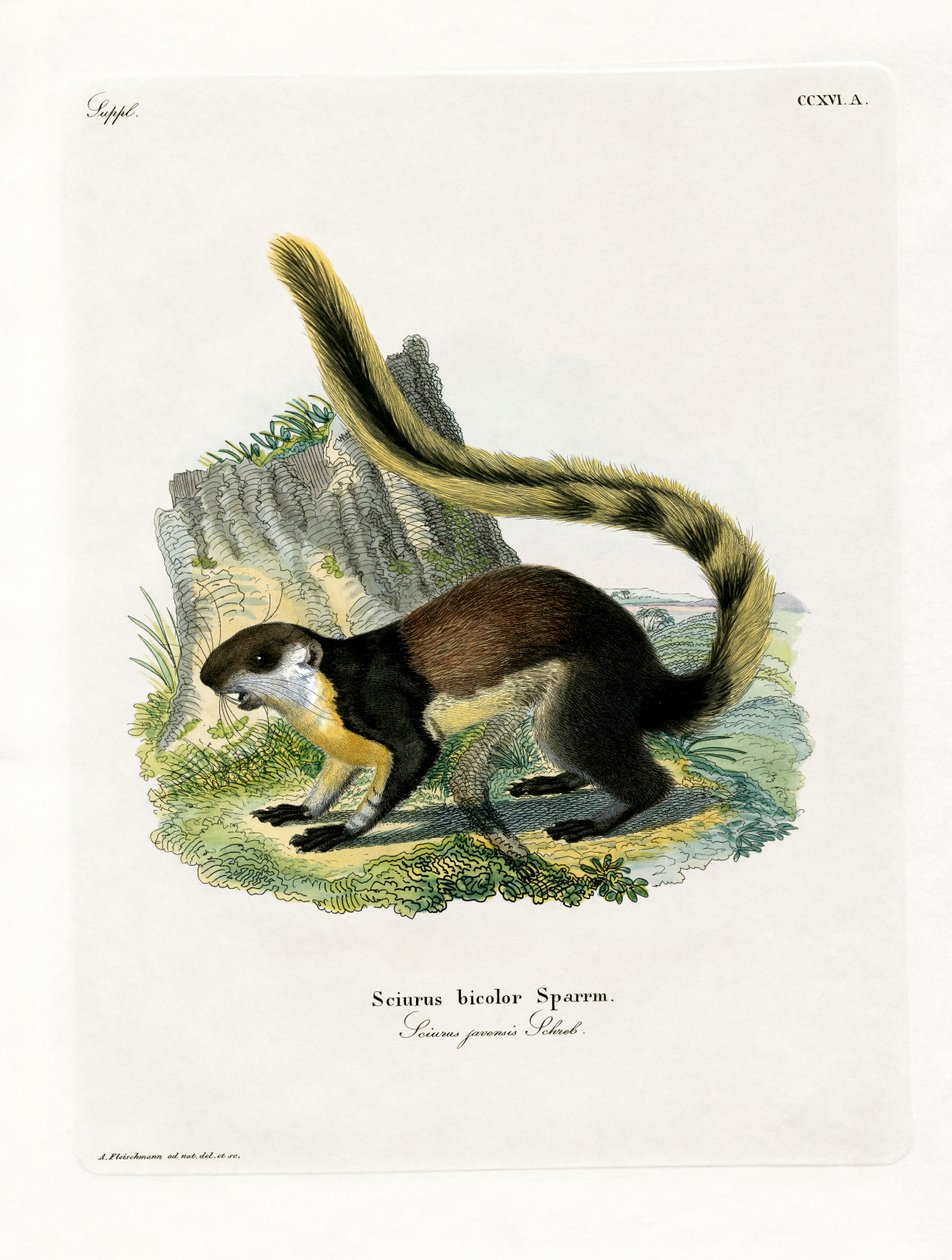 Black Giant Squirrel (värillinen kaiverrus) tekijältä German School