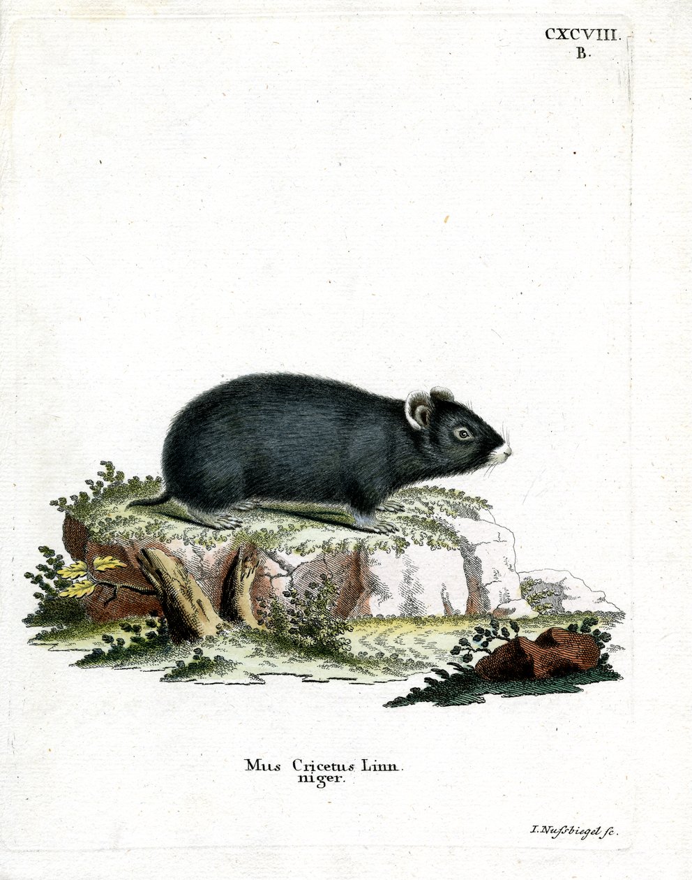 Black Hamster (värillinen kaiverrus) tekijältä German School