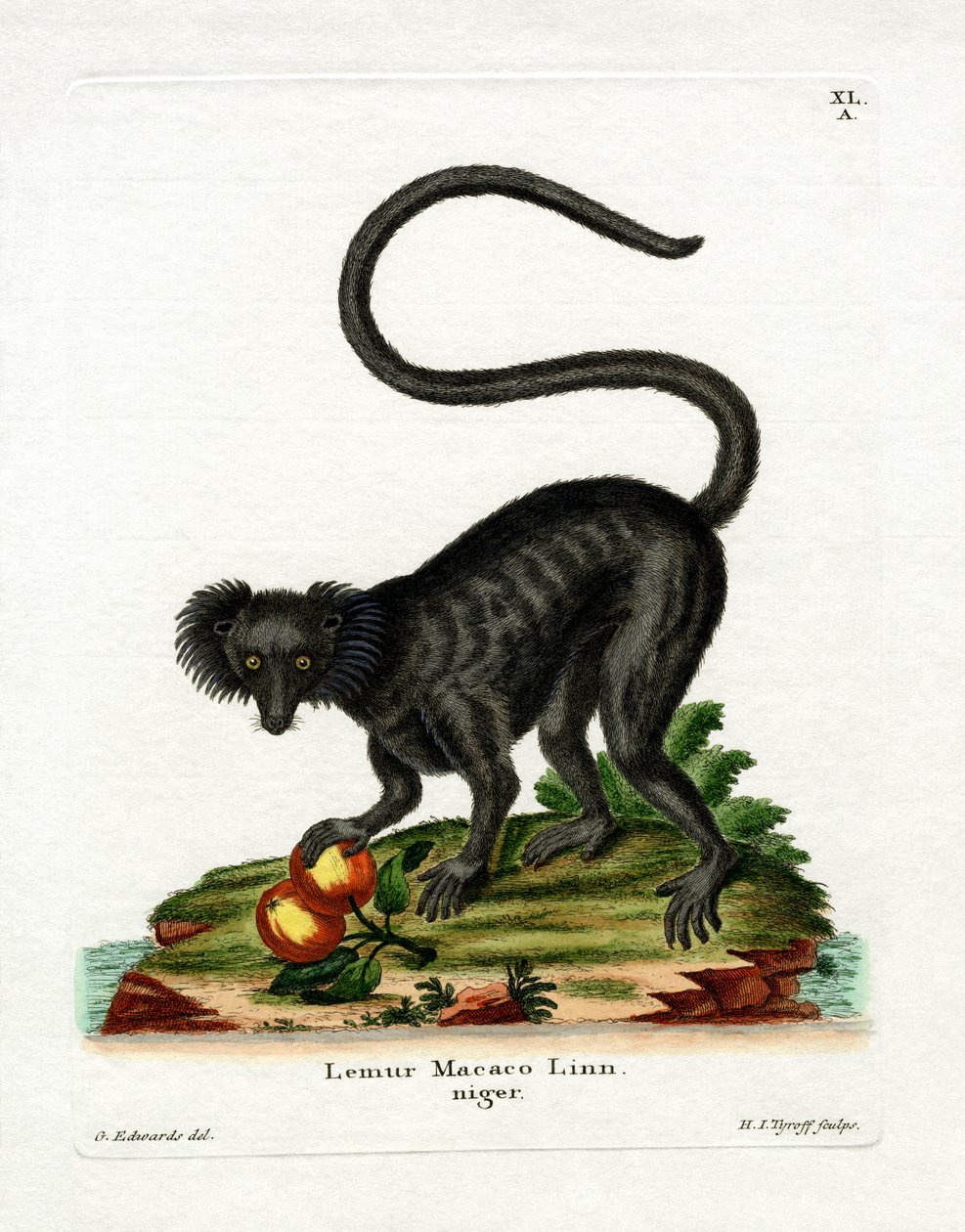 Black Lemur (värillinen kaiverrus) tekijältä German School