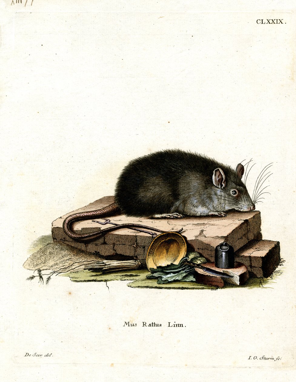Black Rat (värillinen kaiverrus) tekijältä German School