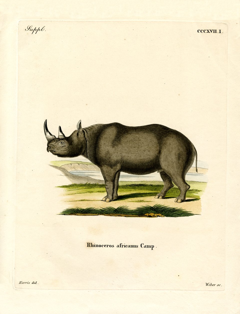 Black Rhinoceros (värillinen kaiverrus) tekijältä German School
