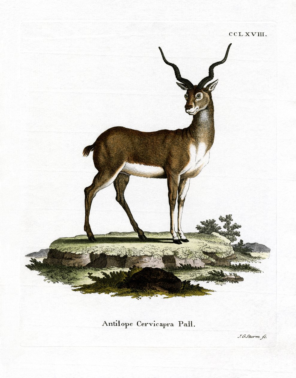 Blackbuck (värillinen kaiverrus) tekijältä German School