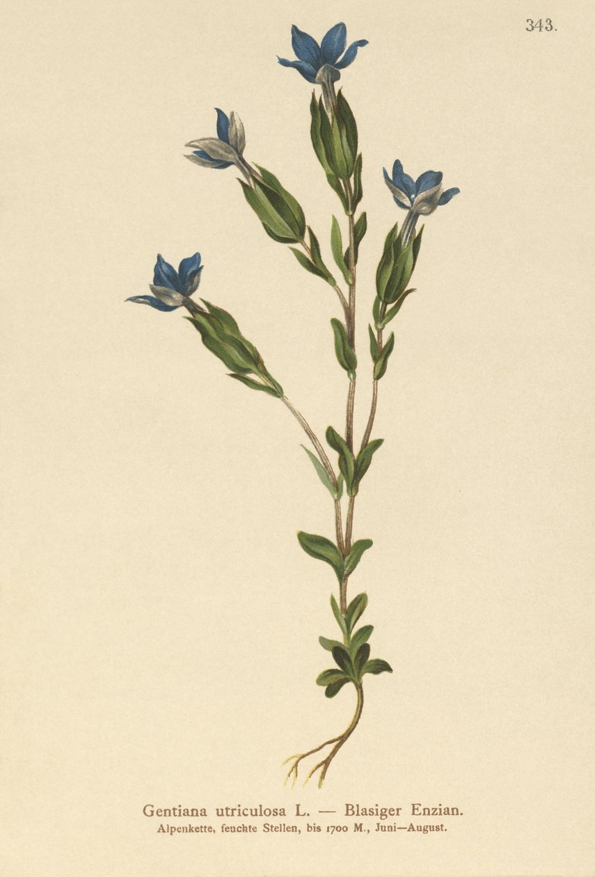 Virtsarakko Gentian (Gentiana utriculosa) tekijältä German School
