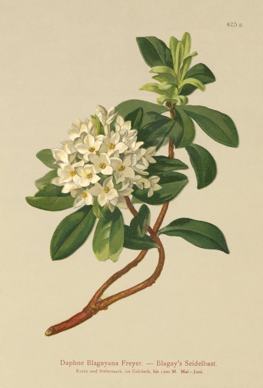 Blagays Daphne (Daphne Blagayana Freyer) tekijältä German School