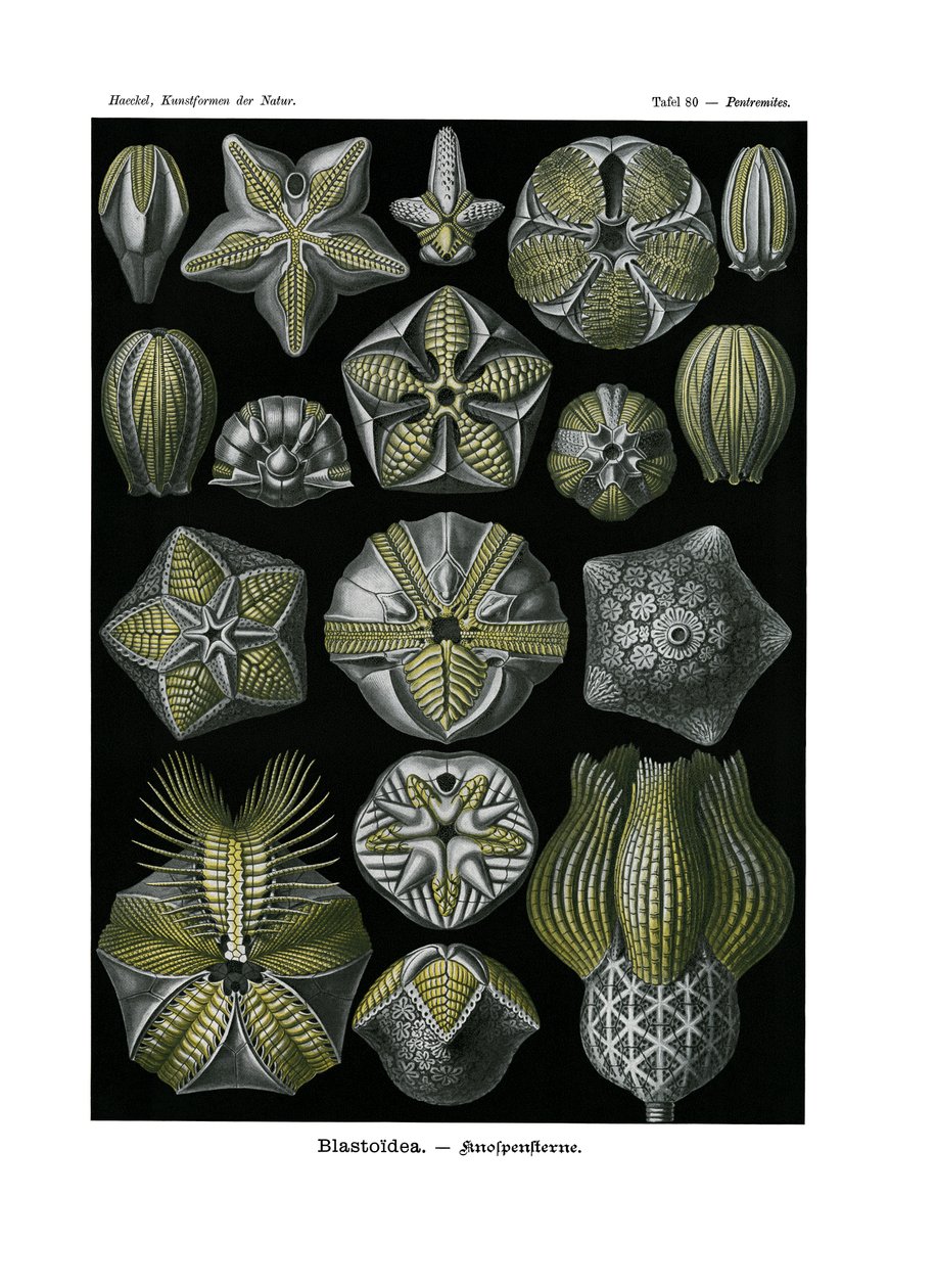 Blastoidea, 1899-1904 tekijältä German School