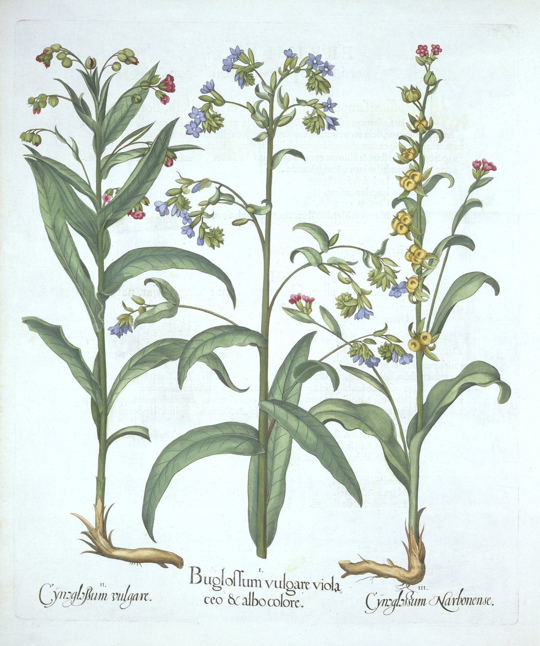Blue Alkanet and Two Varities of Hounds Tongue, Hortus Eystettensis, Basil Besler (1561-1629), pub. 1613 (käsinvärinen kaiverrus) tekijältä German School