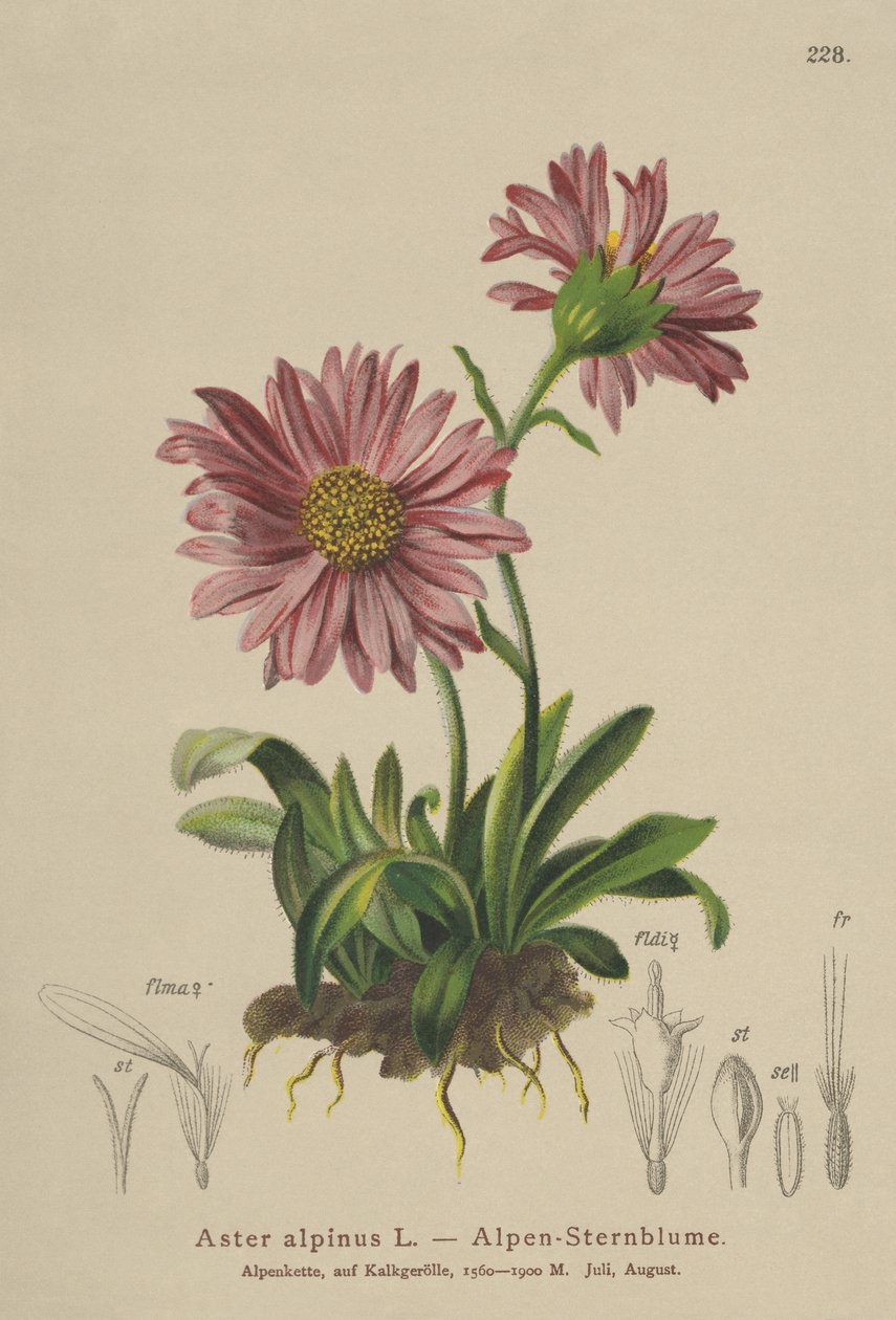 Blue Alpine Daisy (Aster alpinus) tekijältä German School
