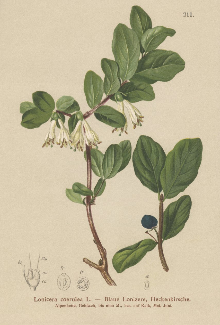 Sininen kuusama (Lonicera caerulea, Lonicera coerulea) tekijältä German School