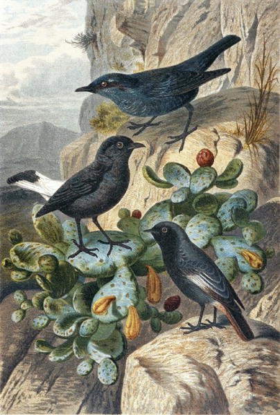 Blue Rock Thrush, Black Wheatear ja Redtail, levy "Brehms Tierleben: Allgemeine Kunde des Tierreichs", osa 4, s. 57, julkaisija Bibliographisches Institut tekijältä German School