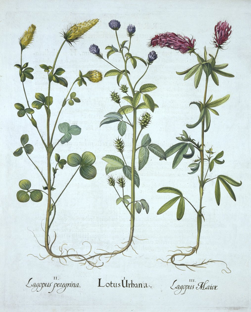 Blue Troginella, Kelta-apila, Puna-apila, Hortus Eystettensis, Basil Besler (1561-1629) pub. 1613 (käsinvärinen kaiverrus) tekijältä German School