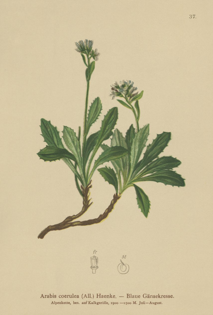 Sininen seinäkrassi (Arabis caerulea, Arabis coerulea) tekijältä German School