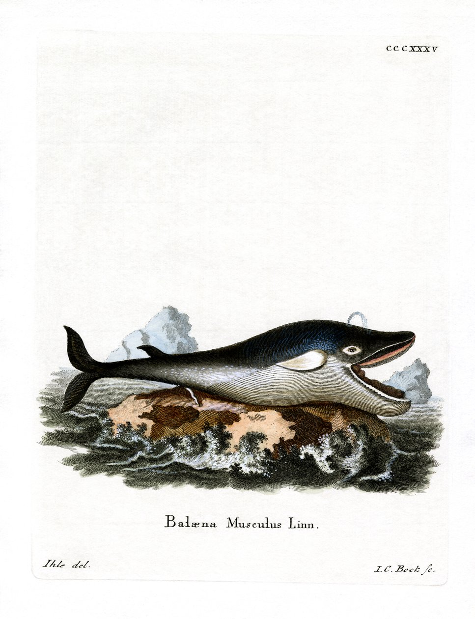 Blue Whale (värillinen kaiverrus) tekijältä German School