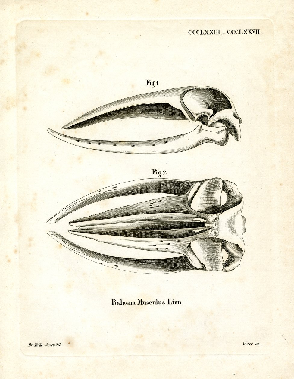 Blue Whale Skull (värillinen kaiverrus) tekijältä German School