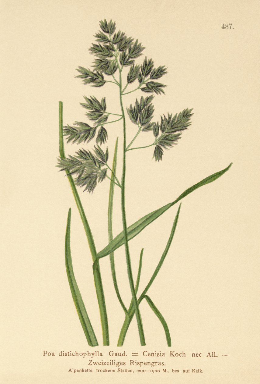 Siniruoho (Poa distichophylla, Poa Cenisia, Poa contracta, Poa fontqueri, Poa oreophila, Poa psychrophila) tekijältä German School