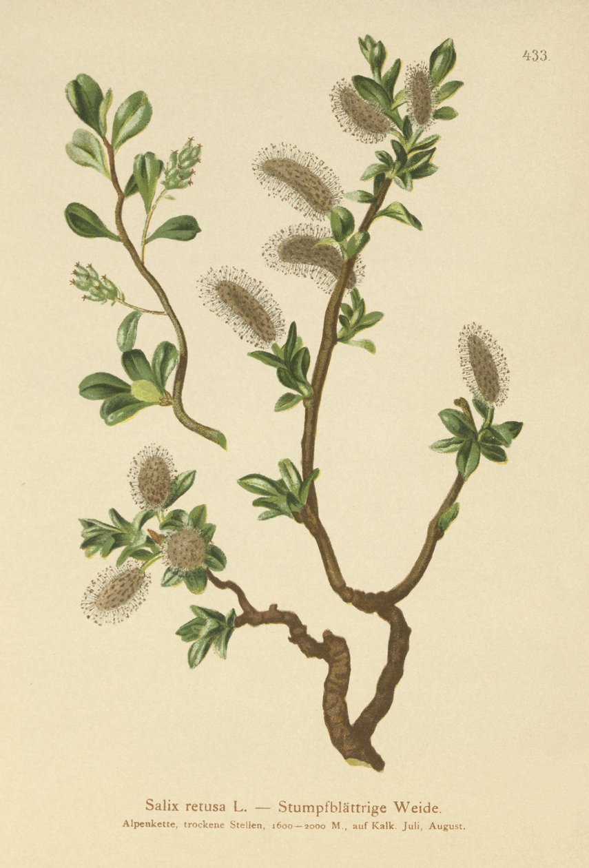 Tylsälehtinen paju (Salix retusa) tekijältä German School