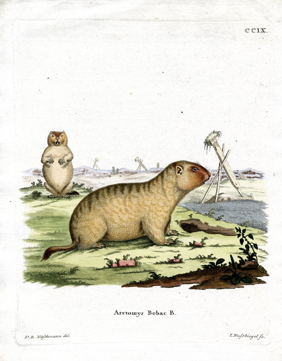 Bobac Marmot (värillinen kaiverrus) tekijältä German School