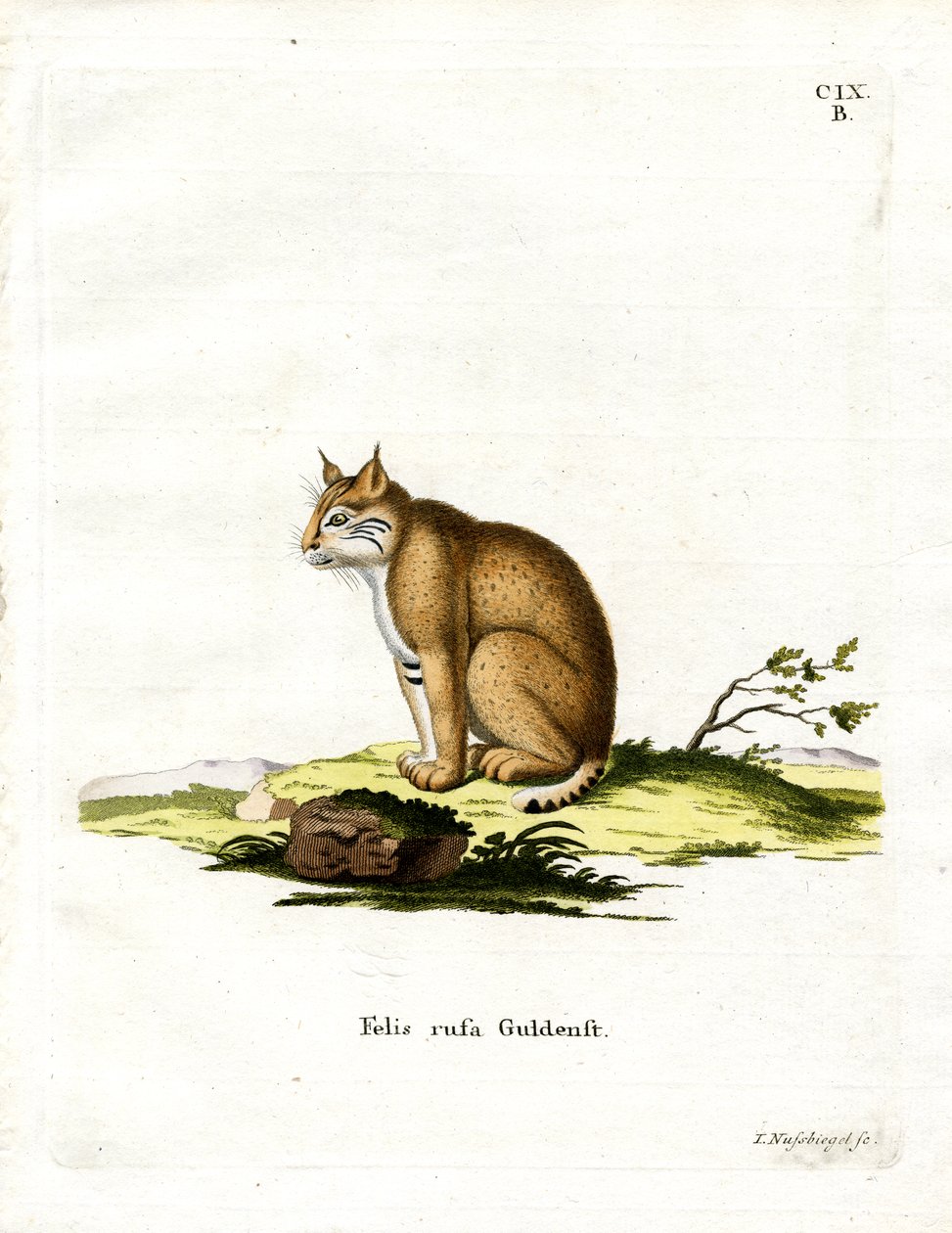 Bobcat (värillinen kaiverrus) tekijältä German School