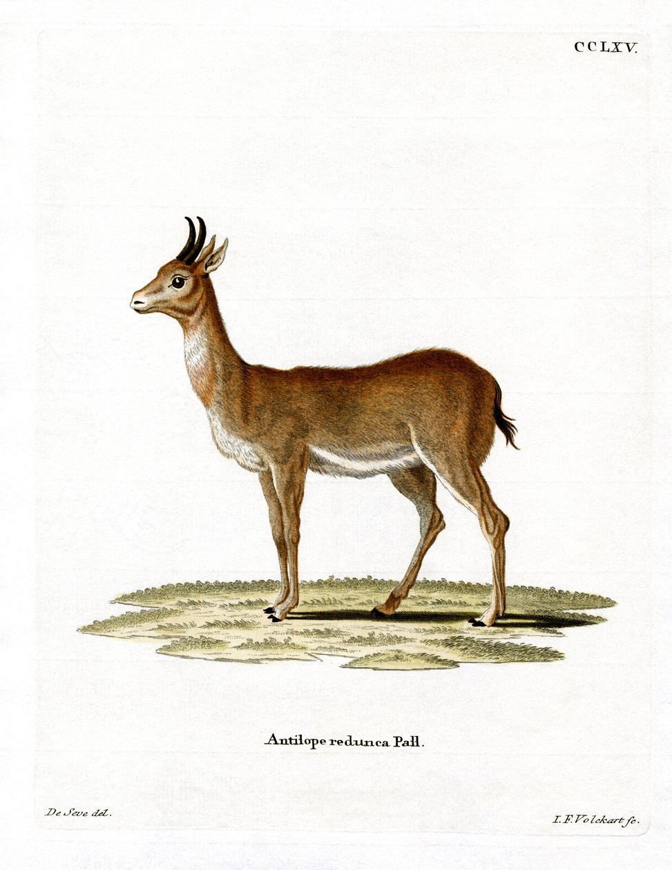 Bohor Reedbuck (värillinen kaiverrus) tekijältä German School