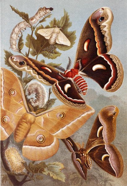 Bombycoid Moths, levy "Brehms Tierleben: Allgemeine Kunde des Tierreichs", vol.9, s.410, julkaisija Bibliographisches Institut tekijältä German School