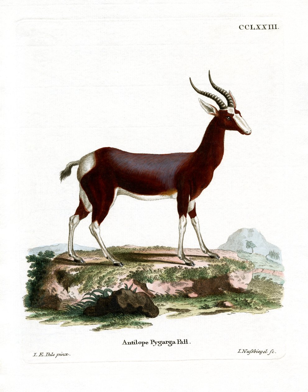 Bontebok (värillinen kaiverrus) tekijältä German School