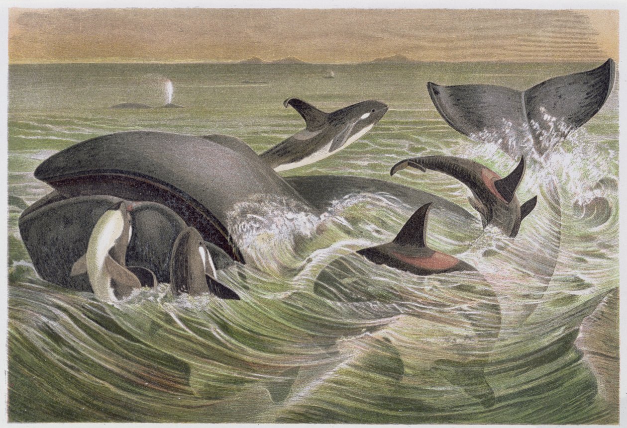 Bowhead and Killer Whales, Brehms Tierlebenin levy: Allgemeine Kunde des Tierreichs, osa 3, s. 600, julkaisija Bibliographic Institute, 1891 tekijältä German School