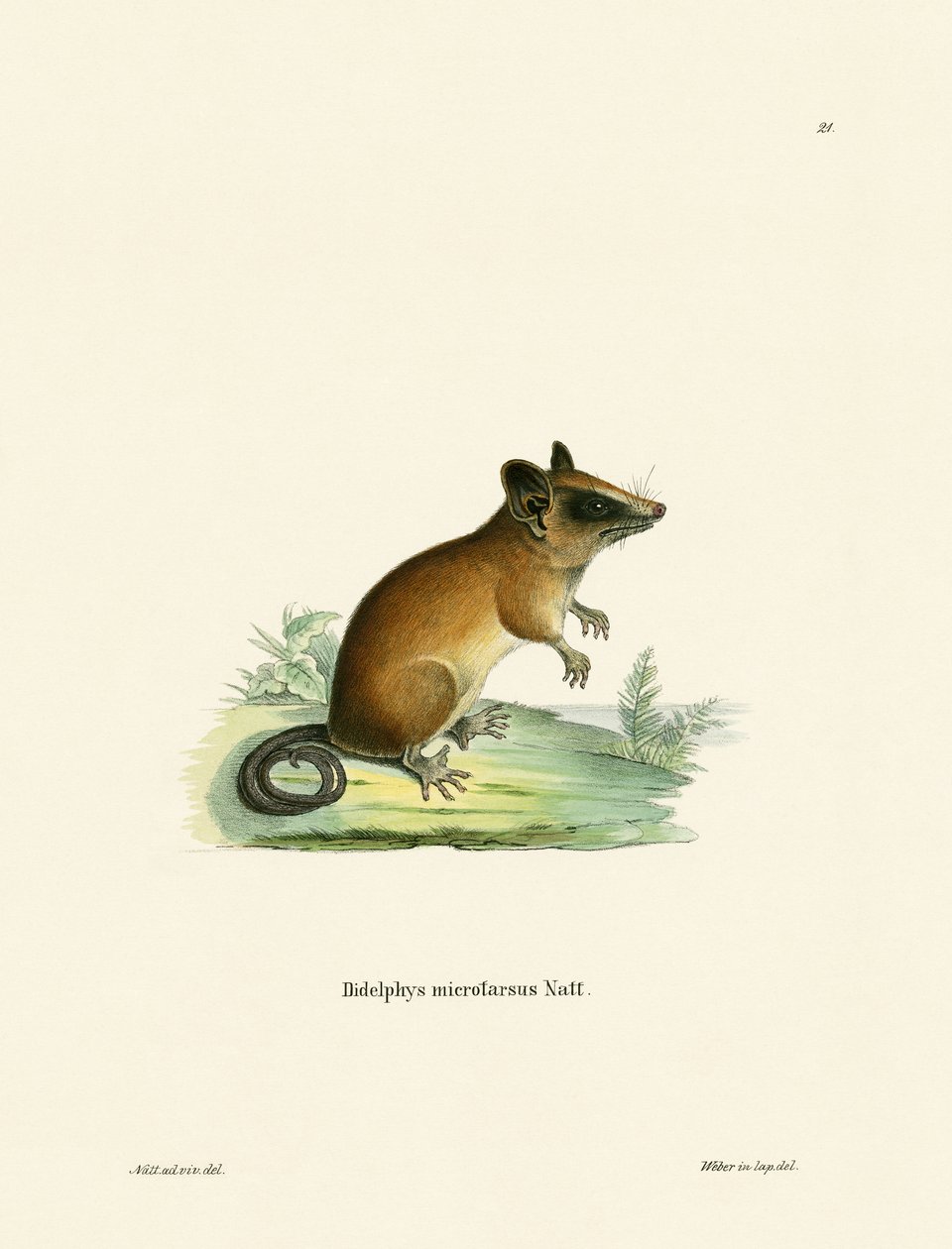 Brasilialainen Gracile Mouse Opossum (värillinen kaiverrus) tekijältä German School