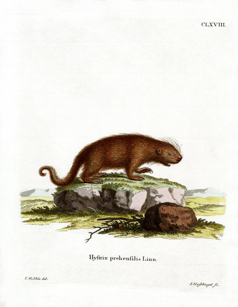 Brazilian Porcupine (värillinen kaiverrus) tekijältä German School