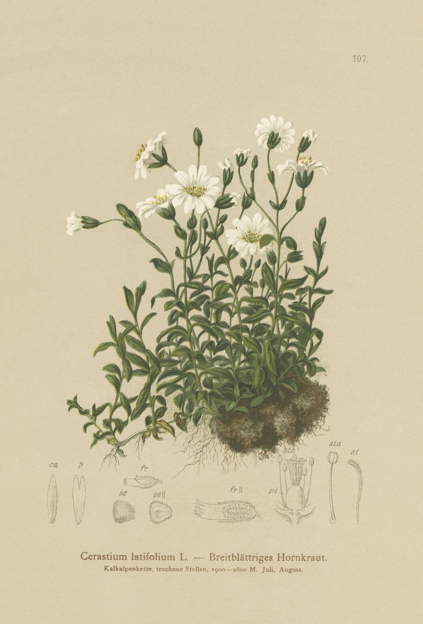 Leveälehtinen hiirenkorva (Cerastium latifolium) tekijältä German School