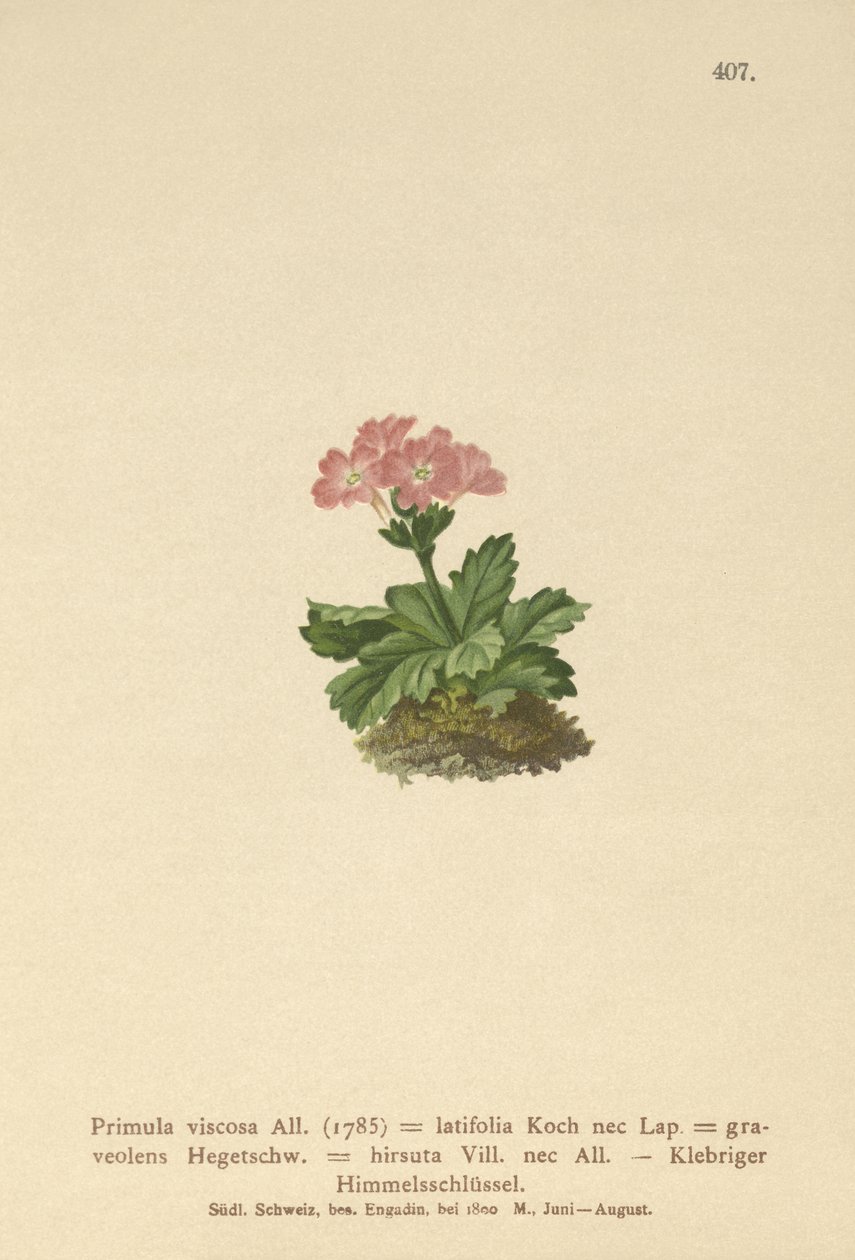 Leveälehti (Primula viscosa, Primula latifolia, Primula hirsuta) tekijältä German School
