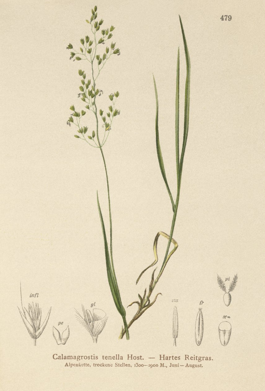 Ruskohorsma (Agrostis schraderiana, Agrostis agrostiflora, Agrostis stricta, Agrostis vinealis, Agrostis vinealis, Agrostis tenella) tekijältä German School