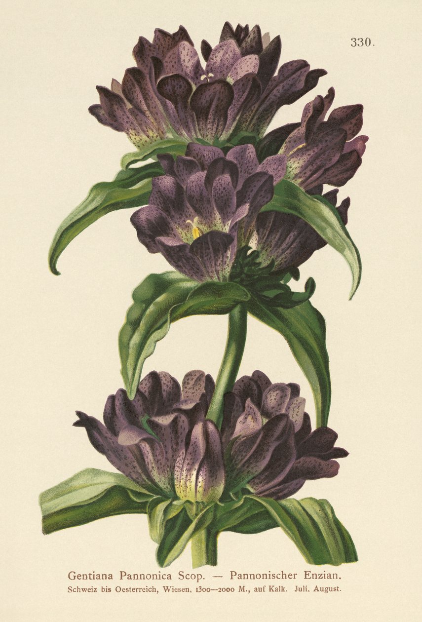 Ruskea Gentian (Gentiana Pannonica) tekijältä German School