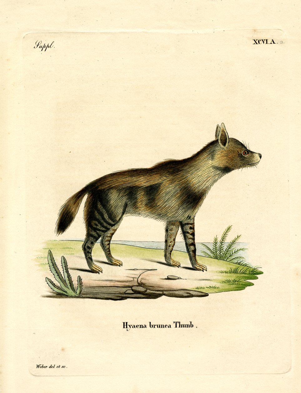 Brown Hyena (värillinen kaiverrus) tekijältä German School