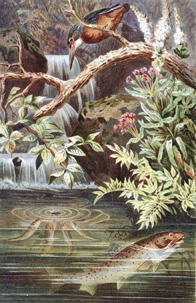 Taimen, levy "Brehms Tierleben: Allgemeine Kunde des Tierreichs", vol.8, s.338, julkaisija Bibliographisches Institut tekijältä German School
