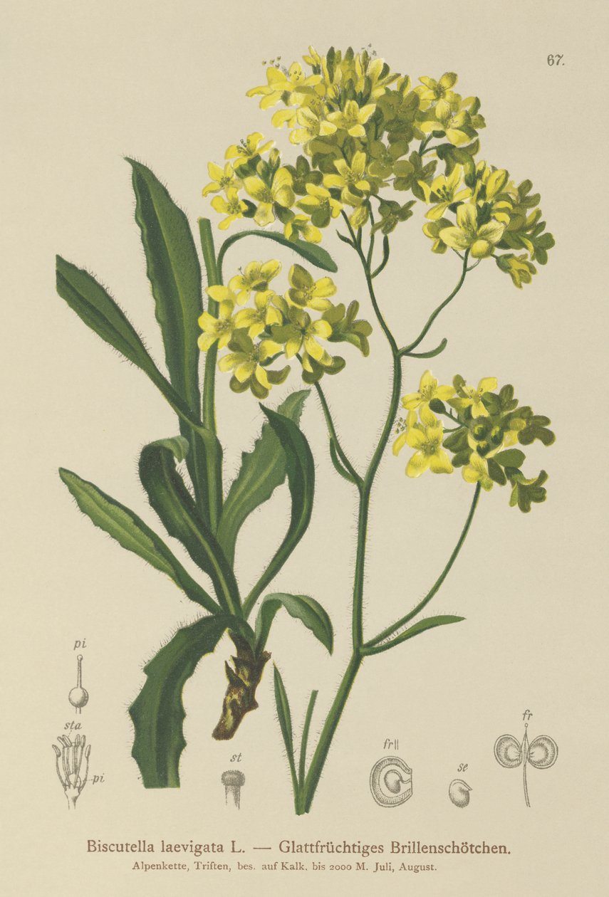 Sinappi (Biscutella laevigata) tekijältä German School
