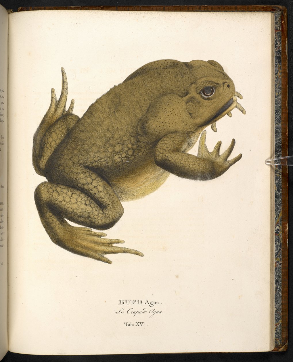 Bufo auga, rupikonna tai merirupikonna, Johann Baptist von Spix, München, Animalia nova... tekijältä German School