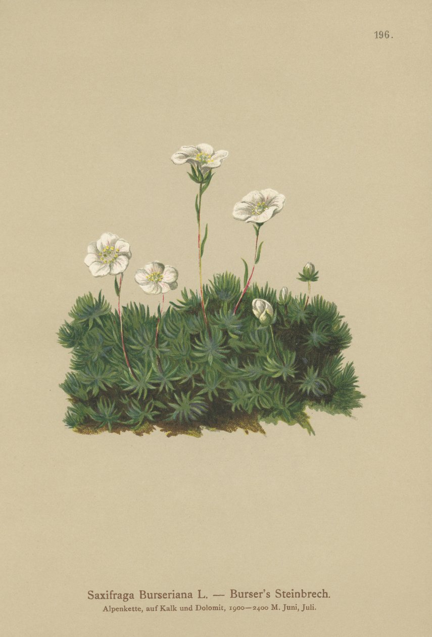 Bursers Saxifrage (Saxifraga Burseriana) tekijältä German School