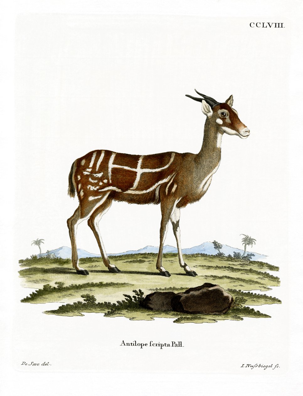 Bushbuck (värillinen kaiverrus) tekijältä German School