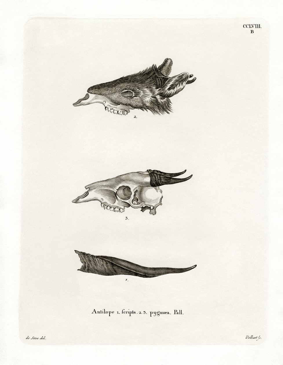Bushbuck Horns (värillinen kaiverrus) tekijältä German School